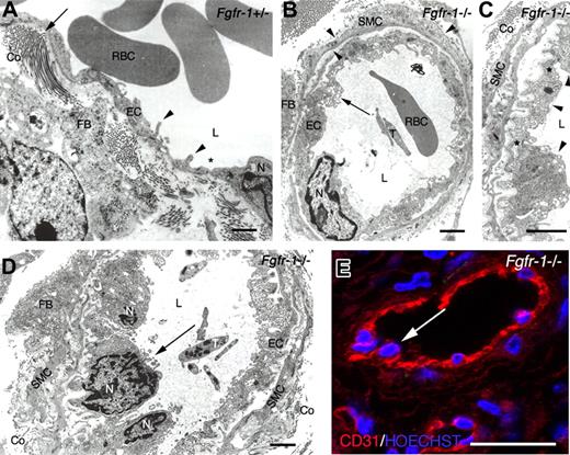 Figure 3. Ultrastructural analysis of teratoma tissue. (A) TEM on a representative Fgfr-1+/− teratoma micrograph shows elongated, flattened endothelial cells with cytoplasmic infoldings (◀) and occasional fenestrations (∗). Endothelial basement membrane and perivascular smooth muscle cell coat was scant, but fibroblasts producing collagen (←) were identified in the perivascular area. (B) A representative Fgfr-1−/− micrograph shows a vessel with endothelium resting on an endothelial basement membrane and surrounded by smooth muscle cells invested by basement membrane (◀). ← indicates abundant transport vesicles in protruding endothelial cell cytoplasm. (C) Higher magnification of vessel in panel B, showing increase in endothelial cell surface by basal invaginations covered by basement membrane and luminal protrusions. Tight junctions (∗) indicate the presence of 3 endothelial cells (◀) in this micrograph. Perpendicularly cut collagen is seen outside the smooth muscle cell layer. (D) Fgfr-1−/− micrograph shows several adjacent, protruding endothelial cells (←). (E) Confocal analysis of immunofluorescent CD31 staining (red) shows similar image as in panel D with protruding endothelial cell nuclei (←) in Fgfr-1−/− teratoma. Nuclei were visualized by Hoechst 33342 staining (blue). RBCs indicates red blood cells; L, vascular lumen; EC, endothelial cell; N, endothelial cell nucleus; FB, fibroblast; T, thrombocyte; Co, collagen; and SMC, smooth muscle cell. Original magnifications ×12 500 (A,B,D) and ×20 000 (C). Bars represent 500 nm (A-D) and 30 μm (E).