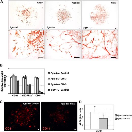 Figure 4. Transfer of the Fgfr-1−/− phenotype to Fgfr+/− embryoid bodies by conditioned medium. (A) Immunohistochemical staining for CD31 expression in Fgfr-1+/− embryoid bodies kept in Fgfr-1+/−–conditioned medium (CM+/−), Fgfr-1−/− embryoid bodies in basal medium (control), and Fgfr-1+/− embryoid bodies in Fgfr-1−/−–conditioned medium (CM−/−). Note the change in vessel morphology in Fgfr-1+/− embryoid bodies in CM−/−, mimicking that in Fgfr-1−/− embryoid bodies. Bottom row of panels shows representative magnifications of the top panels. Bars represent 100 μm. (B) Real-time PCR analyses of Cd31, Vegfr2, and Cd41 transcript levels in embryoid bodies cultured as indicated. (C) Immunostaining for CD41 in Fgfr-1+/− embryoid bodies kept in basal medium (control) or in CM−/−. Bars represent 100 μm. (D) Quantification of CD41+ area showed significantly lower expression of CD41 in Fgfr-1+/− embryoid bodies cultured in CM−/− compared with the regular culture medium (control). *P = .005.