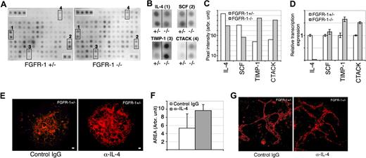 Figure 5. Cytokine antibody arrays show decreased IL-4 expression in Fgfr-1−/− embryoid bodies. (A) Filters spotted in duplicate with antibodies against 62 different cytokines were incubated with conditioned medium from Fgfr-1+/− or Fgfr-1−/− embryoid bodies. Immunoreactivity was visualized by ECL. Positive control protein spots are indicated by white boxes in the upper left corner of each filter. Specific changes in antibody reactivity are boxed (marked 1-4). (B) Enlargement of marked filter areas (1-4) in panel A, showing spots with reduced or increased cytokine levels in conditioned media (CM−/− compared with CM+/−). (C) Quantification of average pixel intensity of duplicate spots for each cytokine, IL-4, SCF, TIMP-1, and CTACK, in CM−/− and CM+/−. (D) Real-time PCR analysis of candidate cytokines in Fgfr-1+/− and Fgfr-1−/− embryoid bodies at 4 days of differentiation. (E) Induced vessel formation shown by VEGFR-2 immunostaining (red) in Fgfr-1−/− embryoid bodies as a result of treatment with neutralizing anti–IL-4 antibodies (5 μg/mL) from day 0 to day 4 compared with control isotype-matched IgG treatment. Bars represent 100 μm. (F) Quantification of Fgfr-1+/− embryoid body vascularization in response to treatment with control IgG or anti–IL-4 antibody. (G) Higher magnification of vessels treated with IgG or anti–IL-4 antibody. Bars represent 50 μm.