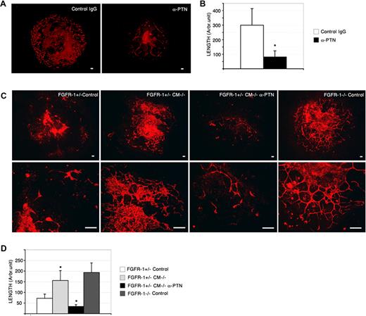 Figure 6. PTN neutralization attenuates Fgfr-1−/−–mediated vascularization. (A) Fgfr-1−/− embryoid bodies treated with PTN neutralizing antibodies (anti-PTN, 3 μg/mL) from day 4 to day 8 showed reduced CD31 immunostaining (red) compared with control IgG treatment (control IgG). Bars represent 100 μm. (B) Quantification of CD31+ vessel length in Fgfr-1−/− embryoid bodies treated with anti-PTN or control IgG. *P < .001. (C) CD31 immunoreactivity (red) in Fgfr-1+/− or Fgfr-1−/− embryoid bodies kept in basal medium (control) or treated with CM−/− with and without anti-PTN antibodies (3 μg/mL) as indicated from day 4 to day 8. Bars represent 100 μm. Lower panels show higher magnification. Bars represent 100 μm. (D) Quantification of CD31+ length in the embryoid body cultures (n = 6-8 for each condition) kept in the different conditions in panel C. Statistical analysis of the different conditions (FGFR-1+/− CM−/− compared with FGFR-1+/− Control, and FGFR-1+/− CM−/− α-PTN compared with FGFR-1+/− CM−/−) showed significant differences (*P < .028).