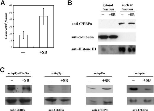 Figure 5. Expression and phosphorylation status of C/EBPα in K-562 cells. (A) Expression of C/EBPα transcript. Expressions of C/EBPα transcript in sodium butyrate-treated and untreated K-562 cells (+SB and −, respectively) were compared using real-time PCR. The quantity of the C/EBPα transcript was normalized to that of the β-actin transcript in each sample. Data were obtained from 3 detections; standard deviations are shown. (B) Western blotting for C/EBPα. C/EBPα protein levels in the cytoplasmic and nuclear fractions of sodium butyrate-treated and untreated K-562 cells were analyzed using Western blotting with anti-C/EBPα antibody (1:500 dilution). After stripping, the membrane was detected successively with the antibodies against α-tubulin (1:5000 dilution) and histone H1 (1:500 dilution), which are exclusively present in the cytosol and nucleus, respectively. (C) Phosphorylation status of C/EBPα. Nuclear proteins, prepared from K-562 cells with or without sodium butyrate treatment were immunoprecipitated using anti-C/EBPα antibody. The bound proteins were then analyzed with Western blotting using the following antibodies: anti-phosphoTyr/Thr/Ser (1:4000 dilution), anti-phosphoTyr (1:2000 dilution), anti-phosphoThr (1:1000 dilution), and anti-phosphoSer (1:2000 dilution) (top row of panels). Each blot was then stripped and detected with anti-C/EBPα antibody (bottom row of panels).