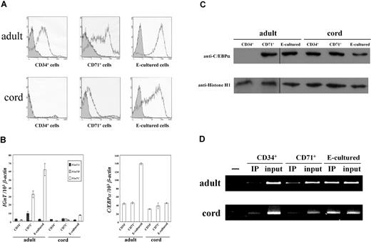 Figure 6. Expression profiles of I antigen, IGnT, and C/EBPα, and ChIP analysis in adult and cord CD34+, CD71+, and E-cultured cells. (A) Flow cytometry analysis for I antigen expression. Expressions of the cell-surface I antigens were analyzed using flow cytometry and detected with anti-I mAb (1:5 dilution). Open and shaded areas represent cells detected with anti-I mAb and FITC-conjugated secondary antibody, and with FITC-conjugated secondary antibody only, respectively. (B) Expressions of IGnT and C/EBPα transcripts. Real-time PCR was used to quantify the IGnT and C/EBPα transcripts in the cDNA samples. The quantities of IGnT (left panel) and C/EBPα (right panel) transcripts were normalized to that of the β-actin transcript. Data were obtained from 3 detections; standard deviations are shown. (C) Western blotting for C/EBPα. Nuclear fractions of the adult and cord CD34+, CD71+, and E-cultured cells were analyzed for the expression of C/EBPα protein. After stripping, the membranes were detected with anti–histone H1 antibody. Vertical lines have been inserted to indicate repositioned gel lanes. (D) ChIP analysis. For ChIP analysis, 2 × 106 adult and 1 × 106 cord cells were used (top and bottom panels, respectively). The chromatin DNAs immunoprecipitated with anti-C/EBPα antibody and input DNA controls were used for PCR amplification (indicated as IP and input, respectively). CD71+ cells were used for the no-antibody controls in PCR amplification (leftmost lanes).