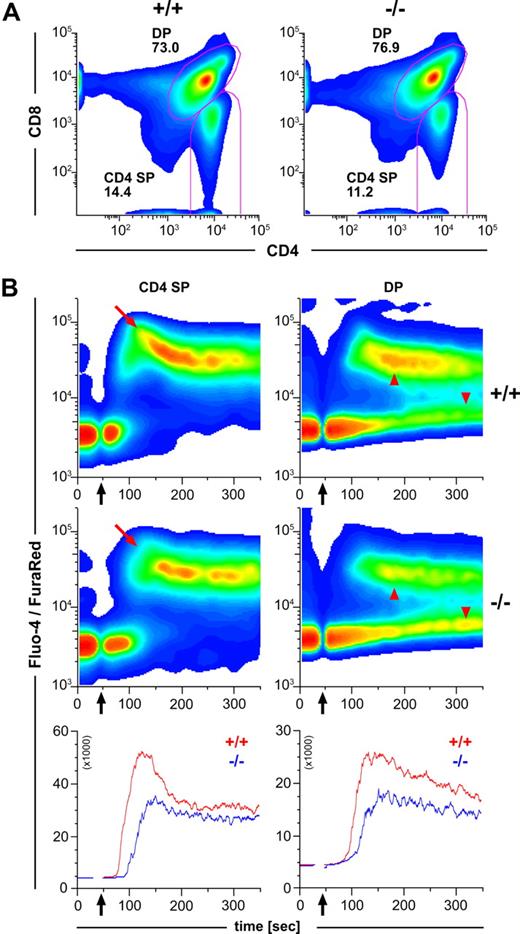 Figure 7. Impaired calcium flux of CCR7-deficient thymocytes in response to CD3-ligation by cross-linking antibodies. (A) Wild-type (+/+) and CCR7-deficient (−/−) mice harbor comparable numbers of CD4+ SP and CD4+CD8+ DP thymocytes. Pseudocolor density plots are gated on living thymocytes according to forward and side scatter (FSC/SSC) profile. Numbers indicate the percentage of cells in the specified regions. (B) Impaired calcium flux of CCR7-deficient thymocytes in response to CD3 ligation by cross-linking antibodies. Pseudocolor density plots are gated on CD4+ SP or CD4+CD8+ DP thymocytes according to the gates depicted in (A). Black arrows indicate addition of CD3 and cross-linking antibodies. CCR7-deficient (−/−) CD4 SP thymocytes show reduced calcium flux in comparison to wild-type (+/+) as indicated by the red arrows. Note that a large fraction of the CCR7-deficient DP population remains mostly unresponsive (red arrowheads). Line graphs show median values of Fluo-4/Fura Red-ratio for wild-type (red) and CCR7-deficient thymocytes (blue). Data shown are representative of 3 independent experiments.