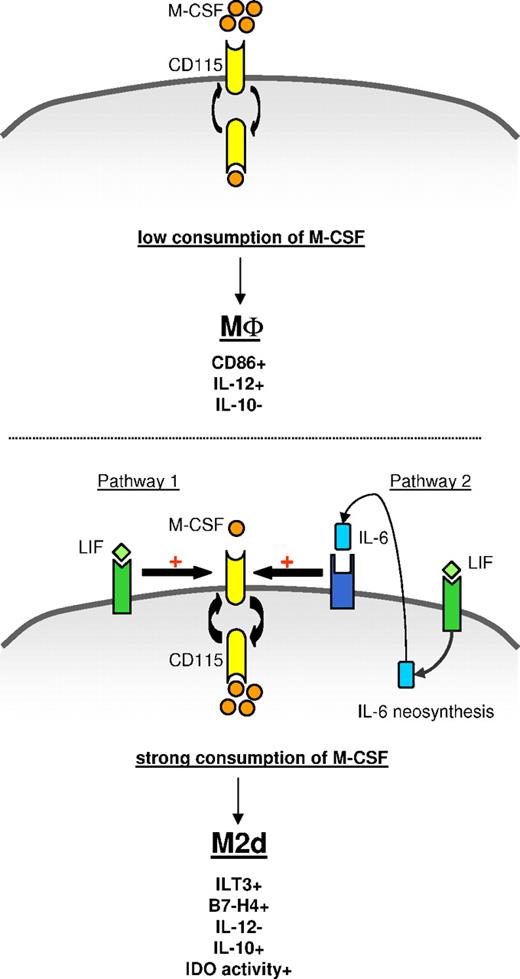 Figure 6. Model of M2d generation by LIF through an autocrine IL-6/M-CSF loop. (Top panel) In the absence of exogenous LIF or IL-6, monocytes fail to efficiently consume autocrine M-CSF and differentiate into CD86+IL-12+IL-10− MΦs. (Bottom panel) Exogenous LIF induces secretion and autocrine consumption of IL-6. Exogenous LIF (pathway 1) and endogenous IL-6 (pathway 2) increase M-CSF-R turnover and facilitate M-CSF consumption, leading to ILT3+B7-H4+IL-12−IL-10+IDO+ M2d generation.
