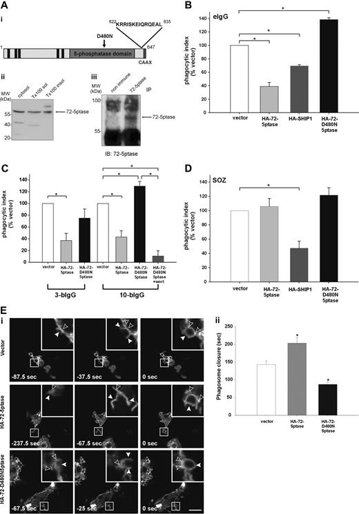 Figure 1. The 72-5ptase is expressed in RAW264.7 macrophages and inhibits FcγR-mediated phagocytosis. (A) (i) 72-5ptase domain structure, showing proline-rich (PxxP) motifs (■), catalytic domain (▒), D480N mutation which renders the enzyme inactive (↓) and peptide used to raise polyclonal antibodies. (ii) Cytosol, Triton-X-100-soluble (Tx100 sol) and -insoluble (Tx100 insol) membrane fractions from RAW264.7 macrophages were subjected to SDS-polyacrylamide gel electrophoresis (PAGE) and immunoblotted with 72-5ptase-specific antibodies. (iii) RAW264.7 Triton-X-100-soluble fraction was immunoprecipitated (IP) with nonimmune or immune 72-5ptase-specific antibodies and immunoblotted (IB) with anti-72-5ptase antibodies. MW, molecular weight. RAW264.7 macrophages ectopically expressing (B and D) vector, HA-72-5ptase, HA-SHIP1, or HA-72-D480N5ptase, or (C) vector, HA-72-5ptase, or HA-72-D480N5ptase were stimulated to phagocytose (B) eIgG, (C) 3-bIgG and 10-bIgG (−/+ wortmannin), or (D) SOZ. The phagocytic index represents the number of particles phagocytosed per 100 cells for at least 3 independent experiments, normalized to vector-expressing cells, designated 100%. Data are expressed as the mean (± SEM) of at least 3 independent experiments (*P < .05). (E) RAW264.7 macrophages were cotransfected with GFP-VAMP3 and vector, HA-72-5ptase, or HA-72-D480N5ptase, and phagocytosis was stimulated by the addition of eIgG. (i) Images represent a time course of phagocytosis in cells expressing vector, HA-72-5ptase, or HA-72-D480N5ptase imaged by confocal microscopy. Expression of GFP-VAMP3 is shown. Insets show enlargements of boxed areas. Closed arrowheads indicate forming phagocytic cups, and open arrowheads indicate GFP-VAMP3-positive vesicle recruitment. Scale bar represents 20 μm. In the middle panels closed arrowheads indicate distorted phagocytic cup in HA-72-5ptase-expressing cell. Time of phagocytic cup closure was designated 0 seconds. (ii) Time for phagosome closure was determined by scoring 16 to 20 phagocytic events over 4 independent experiments for each construct. Data represent mean (± SEM) time of phagosome closure from the commencement of phagocytic cup formation (sec) of 4 independent experiments. *P < .05.