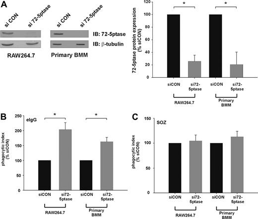 Figure 2. siRNA mediated knock-down of the 72-5ptase enhances FcγR-mediated but not CR3-mediated phagocytosis in RAW264.7 macrophages and primary BMM. RAW264.7 macrophages or primary bone marrow macrophages (BMM) differentiated for 6 days were transiently transfected with siCON or si72-5ptase oligonucleotides. (A) After 72 hours cells were lysed and immunoblotted with 72-5ptase-specific antibodies or β-tubulin-specific antibodies, the latter to detect protein loading. The relative 72-5ptase protein expression in RAW264.7 macrophages and primary BMM was determined by densitometry and normalized to β-tubulin loading control and expressed as percentage of siCON, which was designated 100%. Data represent the mean (± SEM) of 3 (RAW264.7) or 2 (primary BMM) independent experiments. Cells transfected with siCON or si72-5ptase were stimulated with (B) eIgG or (C) SOZ for 10 minutes. Phagocytic index represents the number of particles phagocytosed per 100 cells and normalized to vector, which was designated 100%. Data are expressed as the mean (± SEM) of 3 independent experiments. *P ≤ .05.