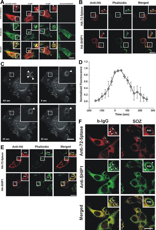 Figure 3. Intracellular localization of 72-5ptase during phagocytosis. (A) RAW264.7 macrophages grown in serum or serum-starved and stimulated with 3-bIgG for 7 minutes were fixed and labeled with 72-5ptase (red) or immunodepleted-72-5ptase-specific antibodies and colocalized with phalloidin (green). Arrowheads indicate sites of 72-5ptase localization, “b” indicates 3-bIgG, and asterisks represent fully internalized beads. Scale bar represents 10 μm. (B) RAW264.7 cells transfected with HA-72-5ptase or HA-SHIP1 were stimulated with eIgG for 7 minutes, fixed, and labeled with HA antibodies (red) and phalloidin (green). Scale bar represents 10 μm; “e” indicates eIgG. (C) RAW264.7 transfected with GFP-72-D480N5ptase were stimulated with eIgG to initiate phagocytosis, and fluorescence was monitored using confocal microscopy. Images represent a time course of phagocytosis of eIgG. The time of closure was arbitrarily chosen as time 0 seconds. Arrowheads indicate sites of GFP-72-D480N5ptase accumulation, and asterisks indicate phagosomes forming parallel to the coverslip. Scale bar represents 20 μm. The complete sequence from which these images were taken is shown in Video S1. (D) To characterize the temporal and spatial association of GFP-72-D480N5ptase with phagosomes, the accumulation of fluorescence at the phagocytic cup normalized to the cytosolic level (RFU) was quantified. To allow for comparison between experiments the RFUs were normalized to the maximum RFU obtained for each experiment. Data are expressed as the mean (± SEM) of 3 independent experiments. (E) RAW264.7 cells transfected with HA-72-5ptase or HA-SHIP1 were stimulated with SOZ for 10 minutes, fixed, and labeled with HA antibodies (red) and phalloidin (green). “SOZ” indicates serum-opsonized zymosan. Scale bar represents 10 μm. (F) RAW264.7 macrophages stimulated with 6-bIgG or SOZ for 7 and 10 minutes, respectively, were fixed and labeled with 72-5ptase (red)– and SHIP1 (green)–specific antibodies. Arrowheads indicate protein localization, “b” indicates 6-bIgG, and “SOZ” indicates SOZ. Scale bar represents 10 μm. Insets show enlargements of boxed areas.