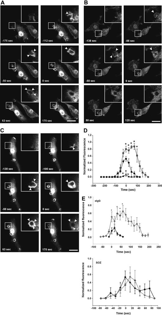 Figure 4. FcγR-stimulated accumulation of PtdIns(3,4,5)P3 at forming phagosomes is regulated by 5-phosphatase activity. RAW264.7 macrophages cotransfected with GFP-ARNO/PH and (A) vector, (B) HA-72-5ptase, or (C) HA-72-D480N5ptase were stimulated with eIgG to initiate phagocytosis, and GFP fluorescence was monitored using confocal microscopy. (A-C) GFP-ARNO/PH expression is shown. Images represent a time course of phagocytosis of eIgG. Insets show enlargements of boxed areas. The time of closure was arbitrarily designated as time 0. Arrowheads indicate sites of GFP-ARNO/PH accumulation. Scale bar represents 20 μm. The complete sequences from which these images were taken are shown in Videos S2, S3, and S4. (D) Results shown represent the fluorescence intensity of GFP-ARNO/PH at phagosomes normalized to the cytosolic fluorescence. To allow for comparison between experiments, each RFU was normalized to the maximum RFU obtained for each experiment. ---●--- represents vector; ▴, HA-72-5ptase; and ▒, HA-72-D480N5ptase. Data represents mean (± SEM) of 3 to 5 independent determinations. *P < .05 relative to vector-expressing cells. (E) siCON or si72-5ptase-transfected RAW264.7 macrophages were further transfected with GFP-ARNO/PH 48 hours after transfection and stimulated with eIgG or SOZ, and phagocytosis was monitored using confocal microscopy. Results shown represent the fluorescence intensity of GFP-ARNO/PH at phagosomes normalized to the cytosolic fluorescence. To allow for comparison between experiments each RFU was normalized to the maximum RFU obtained for each experiment. • represent siCON, and ⧫ represent si72-5ptase. Data represents mean (± SEM) from 3 to 7 independent determinations. *P < .05 relative to siCON-expressing cells.