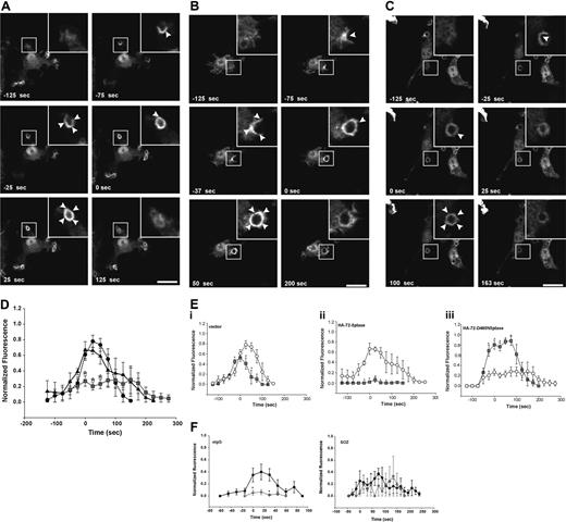 Figure 5. 5-phosphatases regulate PtdIns(3,4)P2-association with forming phagosomes. RAW264.7 macrophages cotransfected with YFP-TAPP1/PH and (A) vector, (B) HA-72-5ptase, or (C) HA-72-D480N5ptase were stimulated with eIgG to initiate phagocytosis, and fluorescence was monitored using confocal microscopy. (A-C) YFP-TAPP1/PH expression is shown. Images represent a time course of phagocytosis of eIgG. The time of closure was arbitrarily designated as time 0 seconds. Arrowheads indicate sites of YFP-TAPP1/PH accumulation. Scale bar represents 20 μm. Insets show enlargements of boxed areas. The complete sequences from which these images are taken are shown in Videos S5, S6, and S7. (D) Results shown represent the fluorescence intensity of YFP-TAPP1/PH with phagosomes, normalized to the cytosolic fluorescence. To allow for comparison between experiments, each RFU was normalized to the maximum RFU obtained for each experiment. ---●--- represents vector; ▴, HA-72-5ptase; and ▒, HA-72-D480N5ptase. Data represent mean (± SEM) of 3 to 5 independent determinations. *P < .05 compared with vector-expressing cells. (E) The normalized fluorescence intensity of GFP-ARNO/PH and YFP-TAPP1/PH at the phagosomal membrane in cells coexpressing (i) vector, (ii) HA-72-5ptase, or (iii) HA-72-D480N5ptase were plotted on the same graphs for direct comparison. ○ represents YFP-TAPP1/PH, and ▒ represents GFP-ARNO/PH. *P < .05 compared with YFP-TAPP1/PH RFU. (F) siCON- or si72-5ptase-transfected RAW264.7 macrophages were further transfected with YFP-TAPP1/PH 48 hours after transfection and stimulated with eIgG or SOZ, and phagocytosis was monitored using confocal microscopy. Results shown represent the fluorescence intensity of GFP-ARNO/PH at phagosomes normalized to the cytosolic fluorescence. To allow for comparison between experiments, each RFU was normalized to the maximum RFU obtained for each experiment. • represents siCON, and ⧫ represents si72-5ptase. Data represent mean (± SEM) from 3 to 7 independent determinations. *P < .05 relative to siCON-expressing cells.