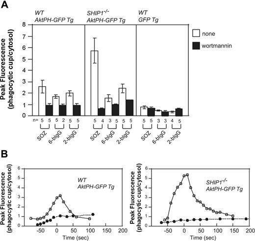 Figure 6. Enhanced translocation of AktPH-GFP to the phagocytic cup of Ship1−/− macrophages in response to serum-opsonized zymosan. Peritoneal macrophages from wild-type (WT; Ship1+/+) AktPH-GFP Tg, Ship1−/− AktPH-GFP Tg, or WT GFP Tg mice that had been treated with (■) or without (□) wortmannin were incubated with IgG-coated beads or SOZ. The fluorescence intensity of AktPH-GFP or GFP at the phagocytic cup was normalized to the cytosolic fluorescence intensity. (A) Results are the peak values of the relative intensity in a cell (± SEM or range) from 2 to 5 independent experiments. (B) Time course analyses of the relative fluorescence intensity (phagocytic cup/cytosol) during phagocytosis of SOZ. The time of closure arbitrarily defines the 0 time point. • indicates 100 nM wortmannin treatment, and ○ represents no inhibitor treatment. Data shown are representative of 5 independent experiments. The time course from which these data were obtained is shown in Videos S8 and S9.