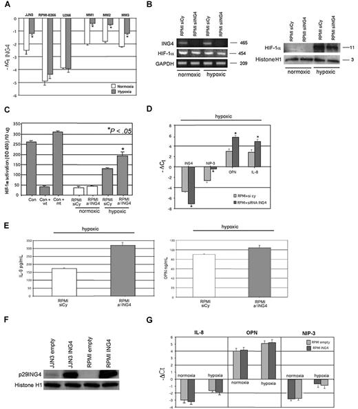 Figure 3. Effects of ING4 suppression and overexpression in HMCLs on IL-8 and OPN production and HIF-1α activity under hypoxic condition. HMCLs and fresh purified CD138+ MM cells obtained from 3 MM patients were incubated in the presence or absence of hypoxic conditions for 12 hours. ING4 mRNA expression was evaluated by real-time PCR. Graphs represent the mean plus or minus SD of −ΔCt value of 3 independent experiments (*P < .05) (A). RPMI-8226 was transfected by electroporation with 1 nmol smart pool double-stranded RNA oligonucleotides (siRNA) against ING4 or with a nonspecific control siRNA (Cy) and after 24 hours incubated in the presence or absence of hypoxic condition (1% O2, 5% CO2 atmosphere or CoCl2 treatment) for 12 hours. Thereafter, ING4 and HIF-1α mRNA expression was evaluated by RT-PCR (B left panel). HIF-1α protein level was checked by Western blot in nuclear extracts (B right panel). HIF-1α activity was quantified in RPMI-8226–transfected cells by a transcriptional factor assay kit, as described in “NF-κB and HIF-1α activity.” Nuclear extracts of COS-7 treated with CoCl2 in the presence or absence of wild-type (wt) or mutated (mt) competitor oligonucleotides were tested as control (Con). Graphs represent the mean plus or minus SD of HIF-1α activity normalized for 10 μg protein analyzed of 2 independent experiments performed in triplicate (OD = optical density) (C). The mRNA levels of ING4, NIP-3, OPN, and IL-8 in RPMI-8226–transfected cells incubated in hypoxic condition were quantified by real-time PCR. Graphs represent the mean plus or minus SD of −ΔCt value (D). Aliquots of conditioned media of RPMI-8226–transfected cells incubated in hypoxic condition were tested by ELISA. Graphs represent the mean plus or minus SD of IL-8 and OPN levels in 2 independent experiments measured in triplicate (*P < .05) (E). Both JJN3 and RPMI-8226 were infected by empty lentiviral vector, used as control, or ING4 overexpression vector, as described in “Cells and cell culture conditions; siRNA transfection.” p29ING4 protein was detected after 72 hours by Western blot analysis (F). RPMI-8226 cells overexpressing ING4 or the empty vector were incubated in the presence or absence of hypoxic condition for 12 hours and then evaluated for IL-8, OPN, and NIP-3 mRNA expression by real-time PCR. Graphs represent the mean plus or minus SD of −ΔCt value (G).