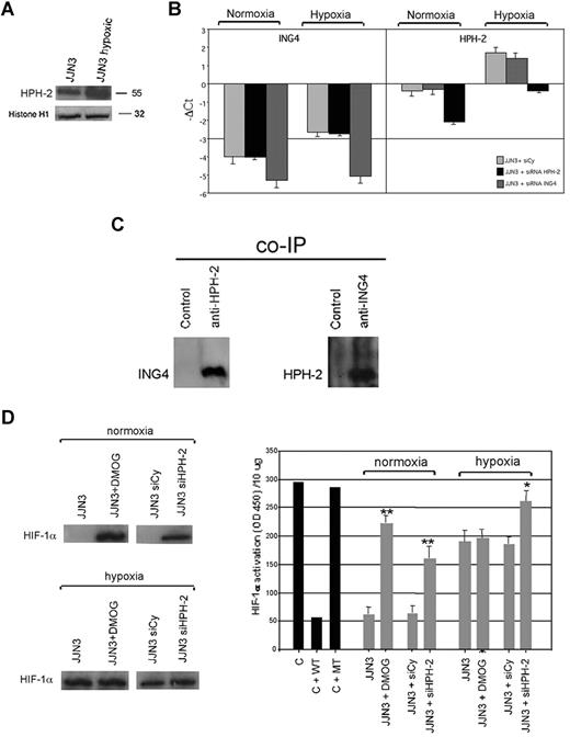 Figure 5. Relationship between ING4 and HPH-2 in JJN3. JJN3 was treated with or without hypoxic condition for 12 hours and then nuclear extracts were evaluated for HPH-2 expression by Western blot analysis. Histone H1 was used as internal control (A). JJN3 was transfected by electroporation with 1 nmol smart pool double-stranded RNA oligonucleotides (siRNA) against ING4 or HPH-2 or with a nonspecific control siRNA (Cy). After 24 hours, cells were incubated in the presence or absence of hypoxic condition for 12 hours. ING4 and HPH-2 mRNA expression was quantified by real-time PCR. Graphs represent the mean plus or minus SD of −ΔCt value (B). Nuclear lysates of JJN3 overexpressing ING4 were immunoprecipitated with anti–HPH-2 Ab or anti-IgG control and with anti-ING4 Ab or anti-IgG control. ING4 coimmunoprecipitated with HPH-2 and HPH-2 coimmunoprecipitated with ING4 were detected by Western blot analysis using anti-ING4 and anti–HPH-2 Abs, respectively (C). JJN3 was pretreated with the HPH-2 inhibitor DMOG (0.2 mM) for 2 hours or transfected by siRNA against HPH-2 or with a nonspecific control siRNA (Cy) and then incubated with or without hypoxic condition for 12 hours. HIF-1α protein level was detected in nuclear lysates by Western blot analysis (D left). HIF-1α activity was quantified by a transcriptional factor assay kit as described in “NF-κB and HIF-1α activity.” Nuclear extracts of COS-7 treated with CoCl2 in the presence or absence of wild-type (wt) or mutated (mt) competitor oligonucleotides were tested as control (C). Graphs represent the mean plus or minus SD of HIF-1α activity normalized for 10 μg protein analyzed of 2 independent experiments performed in triplicate (OD = optical density; *P = .01; **P = .001; D right).