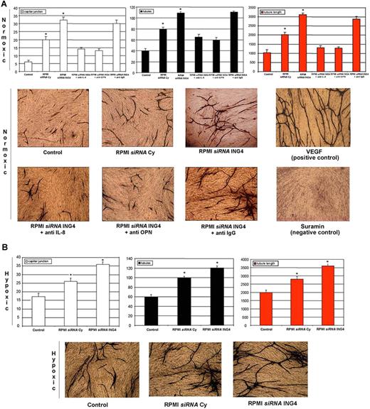Figure 6. ING4 involvement in MM-induced in vitro angiogenesis. Using an angiogenic in vitro assay (ANGIOkit TCS Biologicals, Buckingham, United Kingdom), endothelial-like cells were stimulated with the conditioned media (dilution 1:2) of RPMI-8226 previously transfected with a nonspecific control siRNA (siRNA Cy) or anti-ING4 siRNA and incubated in normoxic (A) or hypoxic (B) conditions. Blocking anti–IL-8 or anti-OPN or nonspecific anti-IgG Abs were added in the conditioned media of RPMI-8226 transfected with siRNA anti-ING4 incubated in normoxic condition. VEGF and suramin treatments were used as positive and negative controls, respectively. Every 3 days the medium was replaced, and after 13 days cells were fixed and stained with anti-CD31 Ab according to the manufacturer's protocol. (Images were obtained on a Nikon Eclipse TE300 microscope at 10×/0.13 NA using a DS-US digital slight at 4×/0.12 NA objective lens. Original magnification, 10×). Vessel formation was quantified as described in “Cells and cell culture conditions; In vitro angiogenesis assay.” Graphs on the left, middle, and right represent the mean plus or minus SD of the number of capillary junctions, tubules, and the tubule length, respectively, of 2 independent experiments tested twice (control represents D-MEM medium nonconditioned by HMCLs; *P < .05).