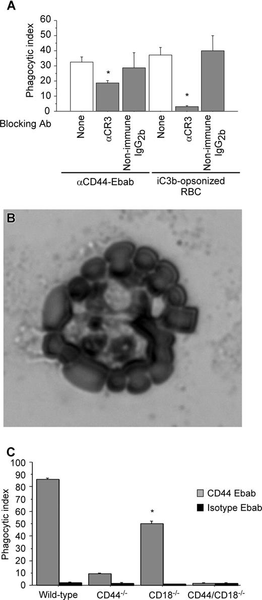 Figure 2. The presence of functional CR3 is important in CD44-mediated phagocytosis. (A) Efficiency of phagocytosis of CD44 Ebabs and iC3b-opsonized erythrocytes by RAW macrophages preincubated with buffer control or blocking CR3 antibody or nonimmune isotype control antibody. * indicates different from the buffer only and nonimmune IgG2b (P < .05). Data are shown as the means plus or minus SE; n = 6. (B) Transmitted light image of human neutrophils binding iC3b-opsonized sheep red blood cells forming a rosette. (C) Efficiency of phagocytosis of CD44 Ebabs and isotype Ebabs by CD44−/−, CD18−/−, CD44−/−/CD18−/− (double-knockout), and wild-type peritoneal macrophages. * indicates different from wild-type peritoneal macrophages (P < .01). Data are shown as the means plus or minus SE; n = 6.