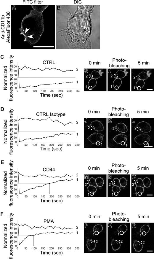Figure 5. CR3 (CD11b/CD18) mobility increases after CD44 stimulation. (A,B) Confocal fluorescent and transmitted light images of RAW macrophages stained with Alexa Fluor 488–conjugated anti-CD11b prior to CD44-mediated phagocytosis of Ebabs. Arrowheads represent the phagocytic cup. Scale bar represents 5 μm. (C-F) Graphic representation of fluorescence recovery after photobleaching (FRAP) of CD11b Alexa Fluor 488 after photobleaching. Cells were untreated (CTRL) or stimulated with antibody (CTRL isotype and CD44) or with 100 nM PMA. Data are representative of 3 independent experiments. (G-R) Fluorescent images of RAW macrophages stained with Alexa Fluor 488–conjugated anti-CD11b before and immediately after photobleaching and then 5 minutes after photobleaching. Scale bar represents 5 μm. The lines labeled 1 or 2 in panels C-F represent the fluorescence intensity over time of the circles in the corresponding fluorescent images (G-R); 1 being the bleached cell and 2 being the control cell.