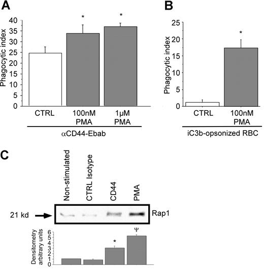 Figure 7. Rap1 is activated by cross-linking of CD44 with activating antibody. (A,B) RAW macrophages were treated or not with PMA at the indicated doses prior to phagocytosis of (A) CD44 Ebabs or (B) iC3b-coated prey. * indicates different from the nontreated cells (P < .05). Data are shown as the mean plus or minus SE; n = 6. (C) GST-RAL pull-down of activated Rap1 followed by Western analysis of RAW macrophages stimulated or not with PMA, isotype control, or anti-CD44 antibody (representative of 3 independent experiments), followed by densitometry analyses of anti-Rap1 Western blots using Image J 1.47 software. Data are expressed as the ratio of expression of Rap1 relative to nonstimulated control. * indicates different from CTRL isotype and PMA; ψdifferent from CTRL isotype and CD44 (P < .05). Data are shown as the mean plus or minus SE; n = 3.