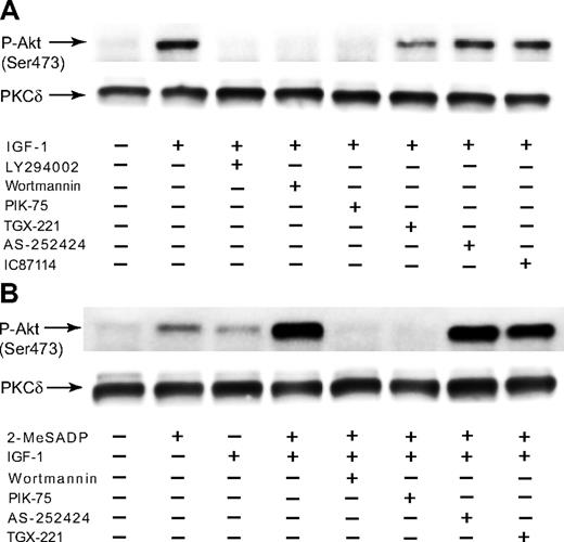Figure 6. The effect of PI3-K inhibitors on Akt phosphorylation induced by IGF-1 in platelets. (A) Washed platelets preincubated with 25 μM LY294002, 100 nM wortmannin, 500 nM PIK-75, 500 nM TGX-221, 2 μM AS-252424, or 1 μM IC87114 were stimulated at 37°C for 3 minutes with either 1 μM IGF-1. (B) Platelets preincubated with 100 nM wortmannin, 500 nM PIK-75, 500 nM TGX-221, or 2 μM AS-252424 were stimulated at 37°C for 3 minutes with either 100 nM 2-MeSADP, 100 nM IGF-1, or a combination of 100 nM 2-MeSADP and 100 nM IGF-1, as noted. The reaction was stopped by the addition of 3 × SDS sample buffer. Equal amounts of proteins were analyzed by Western blot analysis with anti-Ser(P)473 or anti-PKCδ (lane loading control) antibody. The Western analysis shown is a representative of 3 independent experiments.
