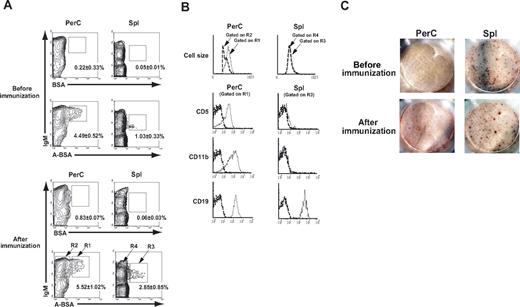 Figure 1. Phenotypic and functional properties of B cells with receptors for blood group A carbohydrate determinants in mice. PerC and Spl cells were prepared from Balb/c mice that were either untreated or immunized with 5 × 108 A-RBCs. The assay was performed after 7 days after the immunization. The cells were stained with FLUOS-BSA–synthetic A determinant (GalNAcα1–3Fucα1–2Gal; A-BSA) or control FLUOS-conjugated BSA and biotinylated anti-mouse IgM mAb along with various PE-conjugated mAbs (CD5, CD19, or CD11b). The biotinylated mAb were visualized using allophycocyanin-streptavidin. To ensure statistical significance, date on 105 PerC cells and 2 × 105 Spl cells were collected for each sample. (A) Representative contour plots obtained by FCM analysis show increased A-BSA–binding B cells in the Spl and PerC. Percentages given are of Spl or PerC cells in each region (average values ± SD). (B) Carbohydrate determinant-binding sIgM+ B cells were selected by gating and analyzed for the expression of various B cell markers. Dotted lines represent negative control staining with isotype-matched Abs. The results were consistent in 4 independent experiments. (C) Anti-A IgM-producing cells were detected by the ELISPOT assay. Spl, BM, PerC, cervical lymph node cells, and mesenteric lymph node cells were prepared from Balb/c mice that were either untreated or immunized with A-RBCs. A representative image of wells with 8 × 105 seeded cells is shown. The results are representative of 5 mice in each group. Anti–A carbohydrate determinant IgM-producing cells are localized mainly in the Spl.