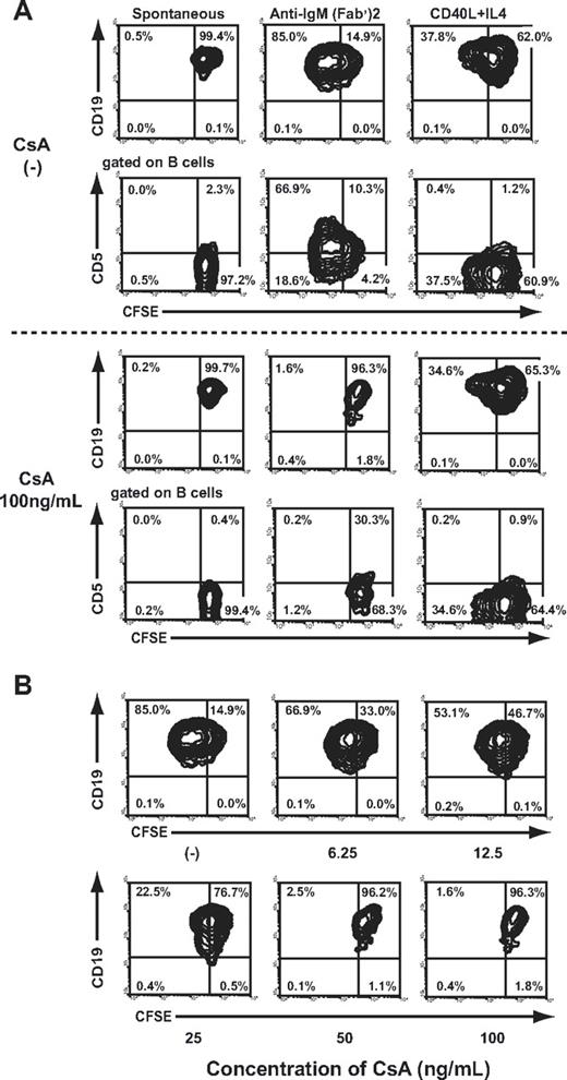 Figure 2. CsA blocked CD5+ B-1 cell differentiation induced by cross-linking sIgM but not B-2 cell differentiation by CD40 ligation. The CFSE-labeled resting B cells from the untreated control mice were cultured in the presence of either soluble F(ab′)2 fragments of anti-IgM as an analog of TI-2 Ags or CD40L and IL-4 that provide thymus-dependent inductive signals for 3 days. CsA was added to the culture medium at various doses. The cultivated cells were stained with PE-conjugated CD19 or biotinylated CD5 mAb. The biotinylated mAb were visualized using allophycocyanin-streptavidin. (A) Representative contour plots obtained by FCM analysis are shown. The percentages of the total number of cultivated cells in each quadrant are shown. (B) The relationship between the concentration of CsA and its inhibitory effect on B-1a cell differentiation induced by anti-IgM F(ab′)2 fragments. The percentages of the total number of cultivated cells in each quadrant are shown.