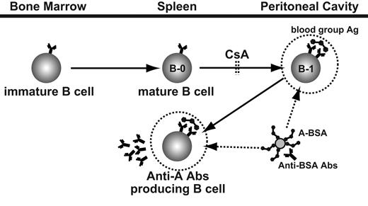 Figure 7. A schematic view of anti–blood group A Ab-producing cell development and strategy for the persistent elimination of these cells by using synthetic blood group A carbohydrates conjugated with BSA, anti-BSA Abs, and CsA. Synthetic A carbohydrates conjugated with BSA target already differentiated B cells and Ab-producing cells with anti–A carbohydrate specificity. The subsequently administered anti-BSA Abs bind the BSA epitopes of A carbohydrate BSA binding to B cells with anti-A specificity. This Ag-Ab binding leads to specific elimination of anti–A carbohydrate IgM-producing cells and their precursor B-1 cells. Stimulation with group A carbohydrate determinants leads to the differentiation of new B-1 cells with anti-A specificity; however, this differentiation is blocked by CsA.
