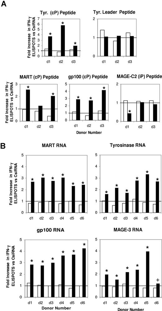 Figure 4. Enhanced induction of IFN-γ–secreting TAA-specific T cells when stimulator DCs are transfected with iPsiRNA. (A) DCs generated from 3 HLA-A2+ donors were transfected with either CsiRNA or iPsiRNA. After the induction of maturation with CC, these DCs were transfected with RNA encoding the indicated TAA and used to stimulate autologous T cells in vitro. After 2 restimulations with identically prepared DCs, IFN-γ ELISPOT assays were performed using the indicated defined HLA-A2–restricted peptides generated by the cP, the iP, or independently of the identity of the proteasome (Tyr. Leader). ■ indicates the fold increase in the number of peptide-specific ELISPOTs induced by iPsiRNA-transfected DCs versus CsiRNA-transfected DCs; □, the fold increase in nonspecific background ELISPOTS against control peptide for T cells induced by iPsiRNA-transfected versus CsiRNA-transfected DCs. (B) DCs generated from 6 individual HLA-A2− donors were transfected with either CsiRNA or iPsiRNA. After the induction of maturation, these DCs were transfected with RNA encoding the indicated TAA and used to stimulate autologous T cells in vitro. After a single restimulation with identically prepared DCs, IFN-γ ELISPOT assays were performed using autologous DCs transfected with the specific TAA RNA or a negative control RNA as targets. ■ indicates the fold increase in the number of TAA-specific ELISPOTS induced by iPsiRNA-transfected DCs versus CsiRNA-transfected DCs; □, the fold increase in nonspecific background ELISPOTS against control RNA–transfected autologous DC targets for T cells induced by iPsiRNA versus CsiRNA-transfected DCs. Absolute numbers of IFN-γ ELISPOTS for each depicted ratio for each individual donor were compared by t test; *P < .01; +P < .05. Horizontal bars indicate unity.