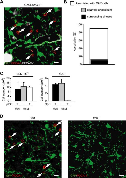 Figure 5. Association of pDCs with cellular niches in the bone marrow of wild-type and CXCR4-deficient mice. (A,B) Bone marrow sections from CXCL12/GFP knock-in mice stained with antibodies against PDCA-1 (red) and PECAM-1 (white) (A). Many PDCA-1+ pDCs (arrows; red) are found in close association with CAR cells (green) in the intersinal space (A). S indicates vascular sinus. Scale bars equal 10 μm. (B) Frequency of PDCA-1+ pDCs in contact with CAR cells and CAR cells surrounding morphologically identifiable PECAM-1+ sinusoidal endothelial cells or residing near the bone surface. (C) Flow cytometric analysis of the numbers of LSK Flt3lo primitive hematopoietic cells and CD11cintB220+PDCA-1+ pDCs in bone marrow of pIpC-treated CXCL12/GFP/MxCre/CXCR4f/wt mice, untreated CXCL12/GFP/MxCre/CXCR4f/null mice, and pIpC-treated CXCL12/GFP/MxCre/CXCR4f/null mice 1 week after the final pIpC treatment (n = 3). (D) Bone marrow sections from pIpC-treated CXCL12/GFP/MxCre/CXCR4f/wt (left) and CXCL12/GFP/MxCre/CXCR4f/null mice (right) stained with antibodies against PDCA-1 (red). Many PDCA-1+ pDCs (arrows; red) are found in close association with CAR cells (green) in pIpC-treated CXCL12/GFP/MxCre/CXCR4f/wt mice (left), but PDCA-1+ pDCs are undetectable in pIpC-treated CXCL12/GFP/MxCre/CXCR4f/null mice (right). Scale bars equal 10 μm.