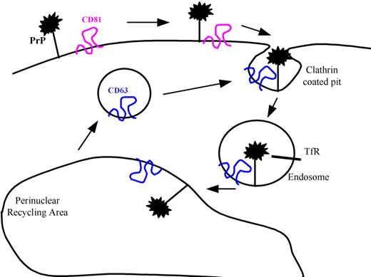 Figure 5. A proposed model for the internalization of PrPc in erythroblasts.