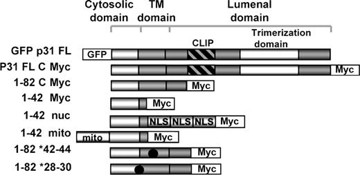 Figure 1. Diagram of tagged CD74 constructs used in this study.