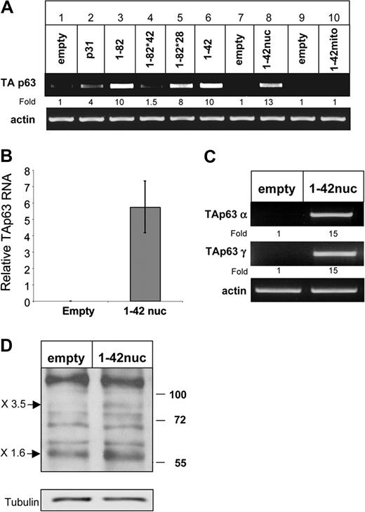 Figure 3. Translocation of CD74-ICD to the nucleus is required for TAp63 transcription. (A) HEK-293 cells were transfected for 20 hours with various constructs of CD74. Transfection efficiency was determined by analyzing the mRNA levels of a sequence that appears in all CD74 constructs. RNA was isolated and TAp63 transcription was determined by RT-PCR. The results presented are representative of 3 different experiments. (B) HEK-293 cells were transfected with empty vector or a construct containing CD74-ICD conjugated to a nuclear localization signal (1–42 nuc). Total RNA was extracted and real-time PCR was performed as described in “Real-time reverse-transciption–PCR analysis.” mRNA levels are shown after normalization for the HPRT control. Error bars represent SD. (C,D) HEK-293 cells were transfected with empty vector or a construct containing CD74-ICD conjugated to a nuclear localization signal (1-42 nuc). TAp63α and γ transcription was followed by RT-PCR. The results presented are representative of 8 independent experiments (C). Western blot showing protein expression of p63 isotypes. Cells were collected and lysed as described in “Cell lysis by hot SDS,” and lysates were separated on a 5% to 15% (wt/vol) gradient SDS-PAGE and blotted with anti-p63 antibody, followed by HRP-conjugated antirabbit antibodies. Arrows indicate bands of 80 and 56 kDa, representing p63TAα and p63TAγ. The results presented are representative of 5 different experiments (D). The intensity of the p63 band was calculated as described in Figure 2.