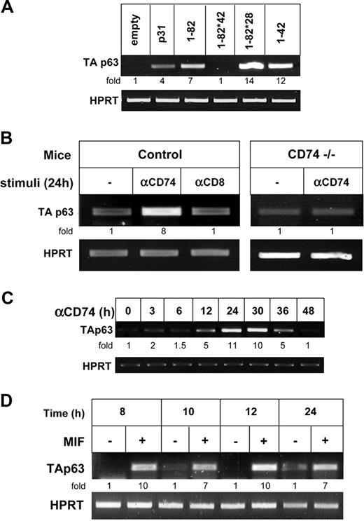 Figure 4. Activation of CD74 expressed on primary B cells controls TAp63 transcription. (A) Primary B cells were transfected for 8 hours with various constructs of CD74 using AMAXA reagents, as described in “Cell transfection.” Transfection efficiency was determined by analyzing the mRNA levels of a sequence that is shared in all CD74 constructs. RNA was isolated and TAp63 transcription was determined by RT-PCR. (B) Control IgD+ or CD74−/− B cells were incubated in the presence or absence of anti-CD74 antibody or control anti-CD8 antibody for 24 hours. Total RNA was isolated and RT-PCR was performed, as described in “RNA isolation and reverse transciption.” The results presented are representative of 3 different experiments. (C) Control IgD+ cells were incubated in the presence or absence of anti-CD74 antibody, for various lengths of time. Total RNA was isolated and RT-PCR was performed, as described in “RNA isolation and reverse transciption.” The results presented are representative of 3 different experiments. (D) Primary B cells were incubated with MIF 100 μg/mL for various lengths of time. Total RNA was isolated and RT-PCR was performed, as described in “RNA isolation and reverse transcription.” The results presented are representative of 3 different experiments. The intensity of the p63 band was calculated as described in Figure 2.