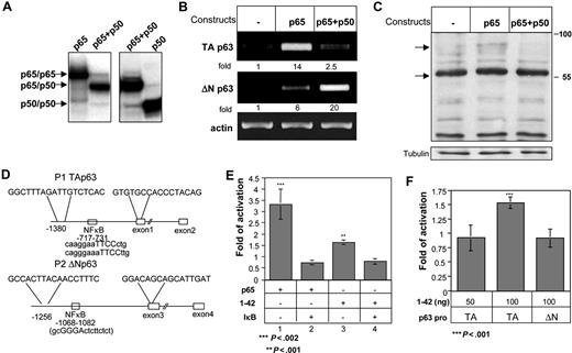 Figure 5. CD74 induces activation of the p65 member of the NF-κB family, which in turn activates TAp63 transcription. HEK-293 cells were transfected with empty, p65, or p65 + p50 constructs for 20 hours. (A) Analysis of HEK-293 cells transfected with NF-κB proteins by electrophoresis mobility shift assay using the NF-κB–binding site as DNA probe. (B) Nuclear extracts from p65-, p65 + p50–, and p50-transfected cells were used for DNA-binding reactions as indicated at the top the lanes. Total RNA was isolated, and RT-PCR was performed as described in “RNA isolation and reverse transciption.” (C) Cells were then collected and lysed, as described in “Cell lysis by hot SDS.” Lysates were separated on 5% to 15% (wt/vol) gradient SDS-PAGE, and blotted with anti-p63 antibody, followed by HRP-conjugated antirabbit antibodies. Arrows indicate bands of 80 and 56 kDa, representing p63TAα and p63TAγ. (D) Schematic representation of the p63 promoters. The sequences indicated are the PCR primers used for generating the luciferase constructs. (E,F) TAp63 activation was analyzed by luciferase assay, as described in “Luciferase assay for monitoring p63 activation.” (E) The HEK-293 cells were transfected with a luciferase construct containing the TAp63 promoter, together with a p65 construct or CD74-ICD (aa's 1-42), in the absence or presence of IκB. Cells were lysed, and luciferase activity was measured. Luciferase activities were normalized to the activity of the cotransfected RSV promoter–driven Renilla reporter luciferase, which was used to correct for differences in transfection efficiencies. Fold activation was calculated as the activity of p65 or CD74 constructs relative to the activity of the empty plasmid. The results presented are representative of 3 different experiments. (F) HEK-293 cells were transfected for 20 hours with luciferase constructs containing the TAp63 or ΔNp63 promoters, together with CD74-ICD (aa 1-42's). Cells were then lysed and luciferase activities were normalized to the activity of cotransfected RSV promoter–driven Renilla reporter luciferase, which was used to correct for differences in transfection efficiencies. Fold activation was calculated as the activity of the CD74-ICD construct, relative to the activity of cells transfected with an empty plasmid. The graph represents the average of 5 independent experiments. The results presented are representative of 3 different experiments. The intensity of the p63 band was calculated as described in Figure 2. Error bars represent SD.