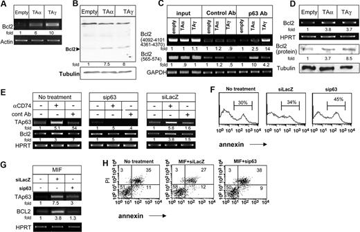 Figure 6. TAp63 regulates Bcl-2 expression. (A-B) HEK-293 cells were transfected with empty, p63TAα, and p63TAγ constructs for 24 hours. (A) Total RNA was isolated, and RT-PCR for Bcl-2 was performed as described in “RNA isolation and reverse transciption.” The results presented are representative of 4 different experiments. (B) Cells were collected and lysed as described in “Cell lysis by hot SDS,” and lysates were separated on 10% (wt/vol) SDS-PAGE and blotted with anti–Bcl-2 antibody, followed by HRP-conjugated antimouse antibodies. The membrane was stripped and reblotted with antitubulin. The arrow indicates the Bcl-2 band. The results presented are representative of 3 separate experiments. (C) ChIP analysis of p63 binding to the Bcl-2 promoter. HEK-293 cells were transfected with empty, p63TAα, and p63TAγ constructs for 24 hours. Chromatin prepared from these cells was immunoprecipitated with control and anti-p63 antibodies. Presence of the promoter sequence was then quantified by RT-PCR. (D) Primary B cells were transfected for 8 hours with various constructs of p63 using AMAXA reagents, as described in “Cell transfection.” RNA was isolated and Bcl-2 transcription was determined by RT-PCR. The results presented are representative of 3 different experiments. (E-H) siRNA for p63 or lacZ (control) was transfected into primary B cells in the presence or absence of anti-CD74 (E) or MIF (G,H) stimulation. Total RNA was isolated, and RT-PCR was performed as described in “RNA isolation and reverse transciption.” The results presented are representative of 4 different experiments (E,G). Annexin staining of B220+ cells was performed (F). Annexin and PI staining of B220+ cells was performed (H). The intensity of the p63 band was calculated as described in Figure 2. Numbers on the plots in panel H are percentages of total cells.