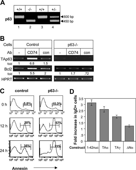 Figure 7. p63 regulates B-cell survival. (A-C) DNA screening of the wild-type (+/+), heterozygotic (+/−), and p63−/− (−/−) fetal liver cells (as previously described12) that were injected into irradiated mice (A). Splenocytes derived from the chimeric mice were stimulated with or without anti-CD74, and TAp63 or Bcl-2 mRNA levels were determined by RT-PCR (B). Annexin staining was performed on freshly isolated splenocytes (time 0) and on cells cultured for 12 or 24 hours. Histograms show the annexin-positive population of B220+ cells. The results presented are representative of 4 different experiments (C). (D) Primary CD74−/− B cells were transfected with empty plasmid, CD74-ICD, TAp63α, TAp63γ, or ΔNp63 constructs as described in “Cell transfection.” After 48 hours, the IgD+ population was analyzed by FACS. The results presented are the mean of 3 independent experiments. Error bars represent SD. The percentage increase of IgD+ cells was calculated by subtracting staining of empty expression plasmid from the percentage of IgD+ cells in each treatment, and dividing it into the same increased value, multiplied by 100%. The results presented are representative of 5 different experiments. The intensity of the p63 band was calculated as described in Figure 2.
