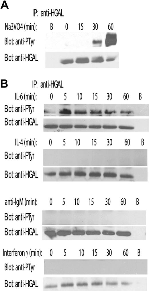 Figure 1. Pervanadate and IL-6 induce tyrosine phosphorylation of HGAL protein. SUDHL6 lymphoma cells were incubated for up to 60 minutes with pervanadate (1 mM) (A) or stimulated with IL-6 (10 ng/mL), IL-4 (10 ng/mL), anti-IgM (100 ng/mL), and IFNγ (1 μM) (B). Cellular lysates were extracted at the indicated time points, immunoprecipitated with anti-HGAL antibody, and blotted for phosphotyrosine (PTyr) and HGAL. Unconjugated beads served as a control (B). Representative blots of 3 independent experiments are shown.