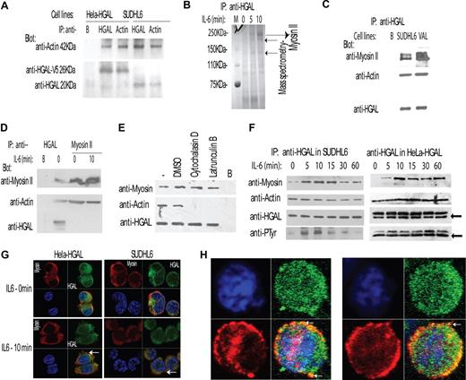 Figure 3. HGAL interacts with actin and myosin II proteins, and the interaction with the myosin is increased by IL-6–induced HGAL phosphorylation. (A) Cellular lysates of unstimulated HeLa-HGAL and SUDHL6 cells were immunoprecipitated with either anti-HGAL or anti-actin antibodies and blotted with the indicated antibodies. Unconjugated beads served as a control (“B”). The size of HGAL in the HeLa cells is 26 kDa, since the cloned protein is a fusion protein with V5 tag. (B) Cellular lysates were extracted from unstimulated and IL-6–stimulated SUDHL6 cells, immunoprecipitated with anti-HGAL antibody, resolved by SDS-PAGE, and stained with Coomassie blue. Protein bands of 250 kDa, 230 kDa, and 140 kDa (→) were excised and analyzed by mass spectrometry analysis and sequencing that revealed that all the 3 proteins represent myosin II, the expected size of which is 250 kDa. (C) Cellular lysates were extracted from unstimulated SUDHL6 and VAL lymphoma cell lines, immunoprecipitated with anti-HGAL antibody, and blotted with indicated antibodies. Unconjugated beads served as a control (“B”). (D) Cellular lysates were extracted from unstimulated or IL-6–stimulated SUDHL6 cells and immunoprecipitated with either anti-HGAL or antimyosin antibodies, resolved on the SDS-PAGE, and blotted with the indicated antibodies. (E) HeLa-HGAL cells were treated with cytochalasin D (5 μM) and latrunculin B (5 μM) for 30 minutes, respectively, to inhibit actin polymerization and disrupt actin filaments. The whole-cell lysates were extracted, immunoprecipitated with anti-HGAL antibody, and blotted with the indicated antibodies. (F) SUDHL6 and HeLa-HGAL cells were stimulated with IL-6 for up to 60 minutes. At the indicated time points, cellular lysates were extracted, immunoprecipitated with anti-HGAL antibody, and blotted with the indicated antibodies. Arrows indicate immunoglobulin light chains. (G) Unstimulated or IL-6–stimulated Hela-HGAL (left) and SUDHL6 (right) cells were fixed with 4% paraformaldehyde, stained with anti-HGAL antibody (green), antimyosin antibody (red), and DAPI (blue), and visualized with the Carl Zeiss LSM510 microscope. (H) HGAL and myosin II colocalization in podosome-like structures of IL-6–stimulated SUDHL6 cells, as visualized with the confocal Carl Zeiss LSM510 microscope (see “Immunofluorescence microscopy” for detailed image acquisition information). Colors as described in panel G. In panels A,C-E, representative blots of 3 independent experiments are shown.