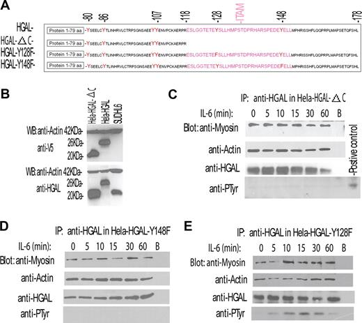 Figure 4. IL-6 induces phosphorylation of the C-terminal tyrosine residue of the HGAL protein that mediates increased interaction with myosin protein. (A) Schematic representation of HGAL protein, its deletion mutant missing the C-terminal ITAM (HGAL-ΔC), and substitution mutants in which C-terminal tyrosine residues of the ITAM were substituted with phenylalanine (HGAL-Y128F and HGAL-Y148F). (B) Mutant missing the C-terminal ITAM (HGAL-ΔC) can be expressed in the cellular context. Whole-cell lysates were extracted from SUDHL6, HeLa-HGAL, and HeLa cells transiently transfected with the HGAL-ΔC vector and blotted with the indicated antibodies. (C-E) HeLa cells, transiently transfected with HGAL-ΔC (C), HGAL-Y148F (D), or HGAL-Y128F (E) vectors, were stimulated with IL-6 (10 ng/mL) for up to 60 minutes. Cellular lysates were extracted at the specified time points, immunoprecipitated with anti-HGAL antibody, resolved on SDS-PAGE, and blotted with the indicated antibodies. In panels C-E, representative blots of 3 independent experiments are shown.