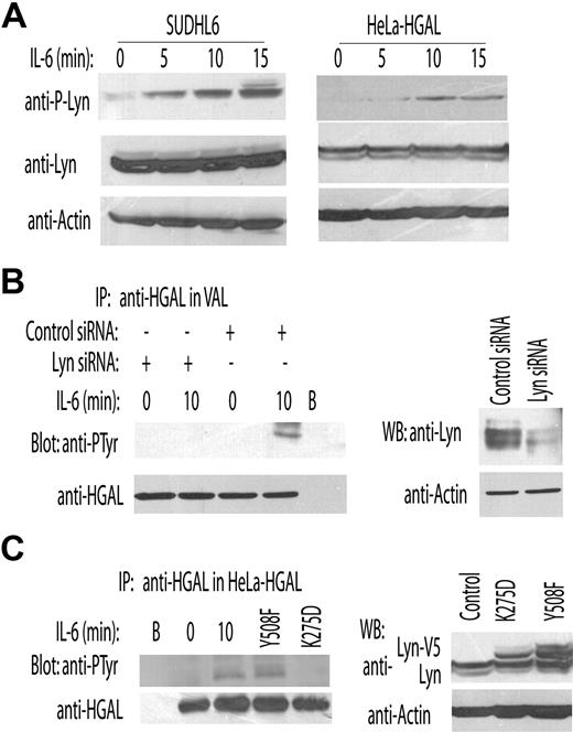 Figure 5. Lyn kinase mediates IL-6–induced tyrosine phosphorylation of the HGAL protein. (A) VAL and HeLa-HGAL cells were treated with IL-6 for up to 15 minutes. The whole-cell lysates were extracted, separated by SDS-PAGE, and detected with the indicated antibodies. (B) VAL cells were transfected with either siRNA for Lyn or scrambled control, respectively. At 48 hours after transfection, the cells were stimulated with IL-6 (10 ng/mL) for 10 minutes and cellular lysates were extracted, immunoprecipitated with anti-HGAL antibody, separated by SDS-PAGE, and immunoblotted with antiphosphotyrosine or anti-HGAL antibodies. (C) HeLa-HGAL cells were transiently transfected with plasmids encoding for Lyn-Y508F and Lyn-K275D. At 48 hours after ransfection, whole-cell lysates were prepared, immunoprecipitated with anti-HGAL antibody, separated by SDS-PAGE, and immunoblotted with antiphosphotyrosine or anti-HGAL antibodies. Unstimulated and IL-6–stimulated HeLa-HGAL cells served as controls. In panels A-C, representative blots of 2 independent experiments are shown.
