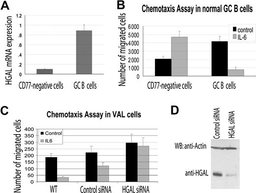Figure 6. HGAL mediates the inhibitory effects of IL-6 on cell migration. (A) CD77+ GC B cells and CD77− cells were enriched from normal tonsils as described in “RNA isolation and reverse transcription reaction.” RNA was extracted and HGAL RNA expression was measured by real-time reverse transcription–PCR in triplicates as described in “Real-time PCR measurement of HGAL mRNA expression.” (B) Enriched CD77+ GC B cells and CD77− tonsilar cells were evaluated in triplicate in IL-6 chemotaxis assay, as described in “Materials and methods.” Means and standard deviations of 2 independent experiments are demonstrated. (C) VAL lymphoma cells were transfected with control or HGAL siRNA. At 48 hours after siRNA transfection, the cells were used for IL-6 chemotaxis assay performed in triplicate, as described in “Chemotaxis and wound assays.” Means and standard deviations of 3 independent experiments are demonstrated. (D) Western blot analysis of HGAL protein in siRNA-transfected VAL lymphoma cells used for chemotaxis assays shown in panel C.
