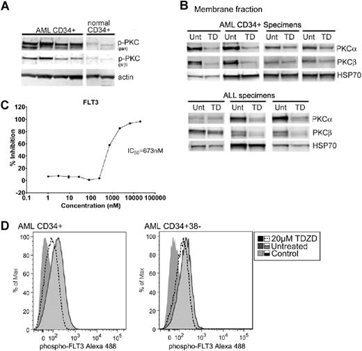 Figure 5. TDZD-8 inhibits PKC and FLT3 in primary AML specimens. (A) Immunoblots for CD34+ AML and normal BM specimens to determine PKC phosphorylation. Actin is shown as a loading control. (B) Primary CD34+ AML and ALL specimens treated with TDZD-8 for 1 hour were processed to obtain membrane fractions. Immunoblots were performed to determine PKCα and PKCβ levels in the membrane. HSP70 is shown as a control. (C) Titration curve and IC50 value for FLT3 kinase assay. (D) Overlays of flow cytometric analysis for phospho-FLT3 in primary AML specimens. Light gray solid line histograms represent untreated cells. Dotted line histograms represent TDZD-8–treated cells. Gray solid no line histogram represent controls. Cells were processed for analysis 30 minutes after the addition of drug. CD34+ (31% inhibition; left panel) and CD34+CD38− (29.5% inhibition; right panel) populations.