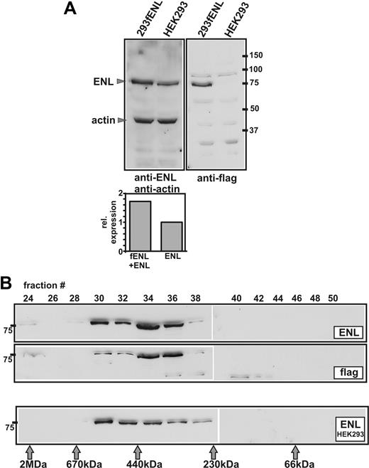 Figure 1. Characterization of an fENL producer cell line. (A) Detection of flagENL expression by immunoblot. Extracts from transduced 293fENL and HEK293 parental cells were tested for endogenous and ectopic ENL expression by probing with anti-ENL and anti-flag antibodies. Actin served as loading control. A densitometric quantification of the relative expression levels is shown in the bar graph. (B) Gel filtration on Sephacryl S300. Extracts from 293fENL cells were separated by gel filtration on a precalibrated column as indicated. Individual eluate fractions were tested by immunoblotting with antibodies against ENL and flag. The elution profile of ENL from the parental HEK293 cells is shown in the bottom panel.