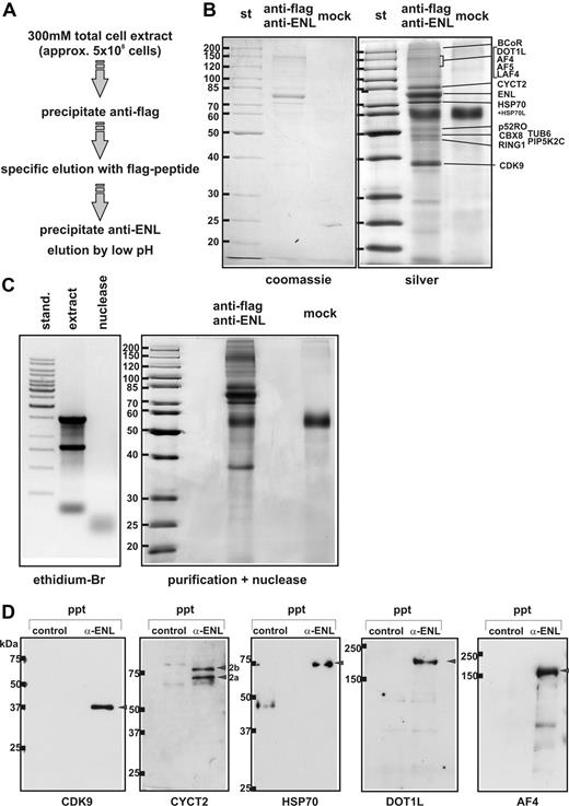 Figure 2. Purification of EAP. (A) Schematic flow chart of the purification procedure. (B) Composition of EAP. EAP was purified from approximately 5 × 108 293fENL cells. As a mock control, the same purification strategy was performed using unliganded agarose in place of flag-agarose for the first precipitation step (mock). Eluates were run on a 10% SDS-PAGE, stained with Coomassie (left panel) and subsequently with silver (right panel). The bands were excised, digested, and analyzed by mass spectrometry. All proteins that could be uniquely identified by more than 1 peptide and at least in 2 independent experiments are listed. Where individual band identities could be assigned, they are indicated in the figure. (C) Left panel shows nucleic acid content of cellular extracts used for EAP purification. Nucleic acids from cellular extracts used for EAP purification were isolated by phenol extraction, separated by agarose gel electrophoresis and stained by ethidium bromide. Samples shown are from untreated cellular extracts (extract) and from extracts after nuclease digestion (nuclease). Right panel shows purification of EAP from nuclease-treated cell extracts. EAP was precipitated as described in panel B from cellular extracts after exhaustive nuclease digestion. The figure shows a silver stained gel of EAP proteins in com-parison to a mock control as described in panel B. (D) Coimmunoprecipitation of major EAP components with endogenous ENL. Immunoprecipitations from HEK293 cell extracts were done either with agarose coupled to anti-ENL antibodies (α-ENL) or flag-agarose (control). Coprecipitating proteins were analyzed by immunoblot with antibodies against the pTEFb subunits CDK9, CYCT2, and HSP70, as well as with antibodies specific for DOT1L and AF4. The 2 splice variants of CYCT2 (CYCT2a, 2b) are indicated.