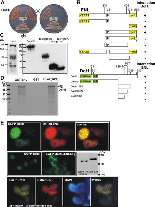 Figure 3. ENL interacts directly with Dot1l. (A) Example of a 2-hybrid experiment using full-length ENL as bait and full-length Dot1l as an interaction target. For comparison, yeast transformed with empty vectors (−) or with plasmids encoding the interacting proteins SNF1 and SNF4 (+) was plated alongside. Growth is shown on control and selective plates. (B) Structure function analysis to determine the ENL-Dot1l association interface. A series of ENL mutants was tested as bait for interaction with full-length Dot1l and vice versa to delineate the respective interaction domains in 2-hybrid experiments. Growth on selective medium is indicated with “+” or “−.” Conserved domains in ENL are labeled “YEATS” (a domain found in several other proteins associated with chromatin modification) and “hydp” (hydrophobic C-terminal domain that has been shown to mediate binding to CBX8). (C) Control for expression of Dot1l derivatives in yeast cells. The correct expression of the Dot1l mutants was checked by immunoblotting with a GAL4-activation domain–specific antibody. The lane designations correspond to the Dot1l mutants shown in panel B. The correct expression of the indicated set of ENL mutants has been published previously.14 (D) GST pull-down experiment. Beads loaded with purified GST or GST fused to full-length ENL were incubated with 35S-labeled Dot1l protein produced by in vitro transcription/translation. After washing, bound proteins were eluted with SDS sample buffer, separated by SDS-PAGE, and visualized by autoradiography. (E) In vivo colocalization of ENL and Dot1l. Top row: vectors encoding fusions of EGFP with Dot1l and RFP with ENL were transfected into HEK293 cells. Fluorescent proteins were detected by microscopy in a nuclear speckled pattern. Photographs in the green and red channels and a software overlay are shown. Middle row: EGFP was fused with a mutant of Dot1l deleting amino acids 937 to 1095 within the ENL-binding domain. The protein was introduced into HEK293 cells (EGFP-Dot1lΔENLbdg), and the expression pattern was compared with wild-type EGFP-Dot1l (EGFP-Dot1l). Correct expression of the respective fusion proteins was controlled by immunoblotting with a GFP-specific antibody. Bottom row: colocalization of EGFP-Dot1l and RFP-ENL in Triton X-100–permeabilized cells to allow counterstaining with the DNA stain DAPI. All microphotographs were taken at room temperature in tissue culture medium with a Canon Coolpix 990 (Krefeld, Germany) electronic camera attached to a Zeiss Axioskop microscope (Oberkochen, Germany) with a Zeiss Neofluar 63×/1.25 NA objective and processed with Corel Draw software (Unterschleißheim, Germany).