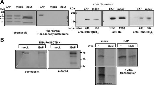 Figure 4. Analysis of EAP histone methyltransferase and CDK kinase activities in vitro. (A) EAP contains a H3K79 dimethylating activity. Left panel: an EAP preparation or a mock control that was done with unliganded agarose as precipitation agent were incubated with core histones and methyl-3H-S-adenosylmethionine. The reaction products and a histone input sample (100% input) were separated on a 18% SDS gel, stained with Coomassie blue, and treated with a fluorographic enhancer solution before exposure to x-ray film (fluorography). Right panel: in an analogous experiment, core histones were incubated with EAP or a mock control as in panel A, and nonradioactive S-adenosylmethionine. After separation of the reaction products by 18% SDS-PAGE, the proteins were blotted and analyzed by immunodetection first with a H3K79 dimethyl–specific antibody and subsequently on the same membrane with a pan-H3–reactive antibody. As a further control, aliquots of the EAP and mock reactions were probed by Western blot for changes of dimethylation at H3K9. The densitometrically obtained concentration values are given underneath the respective lanes. (B) EAP has RNAPolII CTD kinase and pTEFb activity in vitro. Left panel: EAP works as RNAPolII CTD kinase in vitro. Recombinant GST–RNAPolII CTD fusion protein was incubated in the presence of γ32P ATP and either an EAP preparation or a mock control as described. Reactions were separated by SDS-PAGE followed by Coomassie staining and autoradiography. Right panel: EAP supplies pTEFb activity for in vitro transcription. Standard run-off transcription reactions in HeLa nuclear extracts were primed with a template allowing the transcription of the first 244 bp of the Hoxa9 coding sequence under control of the CMV immediate early promoter. The reaction was carried out with α32P-UTP to allow labeling of the transcript. The reaction products were phenolized and separated on a denaturing 6 M urea 6% PAA gel followed by autoradiography. The transcription assays were supplemented either with a mock precipitate as described, or with an EAP preparation. Whereas transcript levels were reduced by addition of the pTEFb inhibitor DRB in unsupplemented samples (left), the presence of EAP rescues a significant amount of transcriptional activity under the same conditions (right).