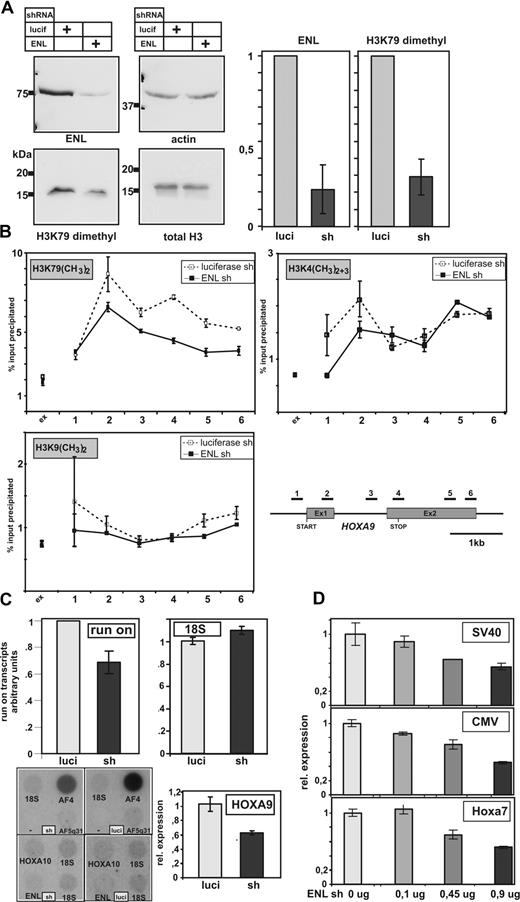 Figure 5. EAP function in vivo. (A) ENL is necessary for global H3K79 dimethylation. Endogenous ENL in HEK293 cells was knocked down by transfection with a vector encoding an ENL-specific shRNA. As control, a similar vector with a luciferase-specific shRNA insert was used. Extracts from cells transfected as indicated were subjected to immunoblotting to detect dimethyl-H3K79, ENL, total histone H3, and actin. A densitometric evaluation of 3 different experiments giving average values and standard deviations is shown in the bar graphs. (B) ENL is necessary for gene-specific H3K79 dimethylation. The distribution of dimethylated H3K79 across the HOXA9 coding region was detected by ChIP in control HEK293 cells (□; - - -) transfected with a luciferase-specific shRNA vector or in ENL knock-down cells (■; ) after treatment with anti ENL shRNA. As control, H3K4 di/trimethylation and H3K9 dimethylation was determined in analogous experiments. The localization of the primer pairs used for amplification of HOXA9 sequences is shown. An external primer pair amplifying untranscribed genomic sequence was used as control. Input and precipitate was quantified by quantitative PCR in triplicates. The percentage of specifically recovered material compared with input is plotted on the y-axis as average and standard deviation. (C) ENL knock-down affects global run-on elongation and endogenous as well as transient gene expression. Top panels: global elongation rates were measured by nuclear run-on experiments in isolated nuclei. Radioactivity incorporated into nascent RNA during the elongation process was measured in control cells (luciferase specific shRNA) and after ENL knock-down by ENL-specific shRNA as indicated. As control, the amount of stable 18S rRNA was determined in the same samples by quantitative real-time RT-PCR. Average and standard deviations of triplicate experiments are given. Bottom panels: Left panel shows labeled run-on RNA samples from ENL knock-down (sh) and control (luci) cells hybridized to cDNAs of the indicated genes. For normalization, 18S cDNA was included. Right panel shows total HOXA9-specific mRNA in ENL knock-down and control cells determined by qRT-PCR. (D) ENL knock-down affects transient transcription. Luciferase reporter experiments testing the response of 3 different promoters after transfection of increasing amounts of ENL specific shRNA vectors. Averages and standard deviations of triplicate experiments are plotted.