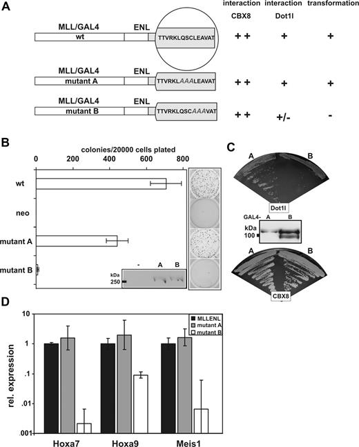 Figure 6. The transforming capability of an MLL-ENL fusion protein correlates with Dot1l binding. (A) Schematic depiction of alanine insertion mutations introduced into the ENL C-terminus. (B) Results of a serial replating assay with primary hematopoietic precursor cells isolated from bone marrow and transduced either with wild-type MLL-ENL, MLL-ENL mutant A, or MLL-ENL mutant B. Given are the average colony numbers including standard deviations in the third round of replating. Next to the bar graph, a representative example of stained colonies is shown. The insets show Western blot experiments detecting expression of the corresponding GAL4/MLL fusion proteins. (C) 2-hybrid test for interaction of ENL mutants A and B with full-length Dot1l and CBX8. Yeast was cotransformed with a bait plasmid containing mutants A and B as indicated and a Dot1l interaction target. Growth on adenine/histidine deficient selective medium is shown. (D) qRT-PCR analysis of MLL-ENL target gene expression. RNA was isolated from primary hematopoietic cells 1 week after transduction with retroviral constructs coding for wild-type MLL-ENL, mutant A, or mutant B, respectively. Relative RNA levels of the known MLL-ENL target genes Hoxa7, Hoxa9, and Meis1 were determined by qRT-PCR, normalized with respect to actin expression, and plotted with values for wild-type MLL-ENL transduced cells set arbitrarily to 1. Note that the results are displayed on a logarithmic scale. Average and standard deviation of triplicates are plotted.