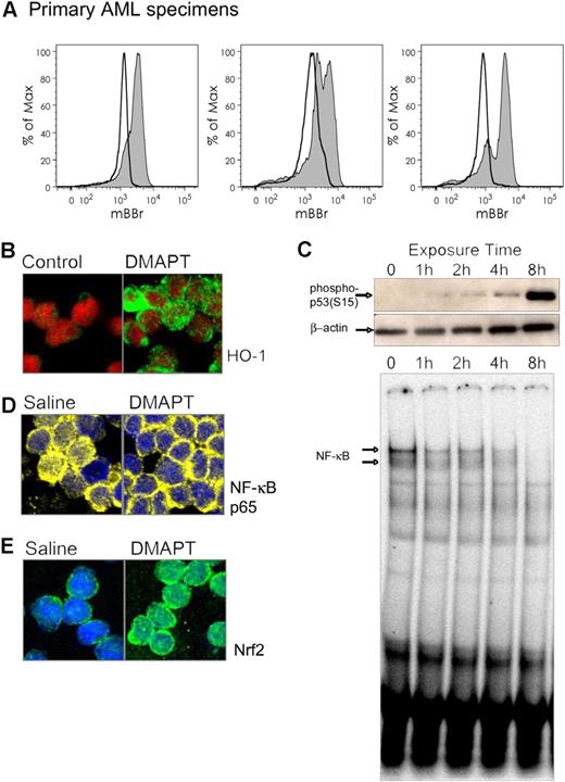Figure 3. DMAPT induces stress responses and inhibits NF-κB. (A) Primary AML cells labeled with thiol-reactive dye mBBr before (shaded histograms) and after (open histograms) exposure to DMAPT. (B) Confocal micrograph of primary human AML cells with treated with 7.5 μM DMAPT for 2 hours. HO-1 (green) and nucleus (ToPro3, represented in red). (C) Immunoblots (top 2 panels) for phospho p53ser15 (top) or actin (middle) of CD34+ primary human AML cells treated with 7.5 μM DMAPT for the indicated times. Bottom panel shows an EMSA for NF-κB binding for the same treatment. (D-E) NOD/SCID mice engrafted with human AML cells 6 weeks prior to the experiment were treated with a single intraperitoneal dose of 100 mg/kg DMAPT or saline control. At 1 hour later, animals were killed, and BM was harvested and analyzed by confocal microscopy. (D) NF-κB (p65 subunit in yellow). (E) Nrf2 (green). The nucleus is shown in blue for both panels.
