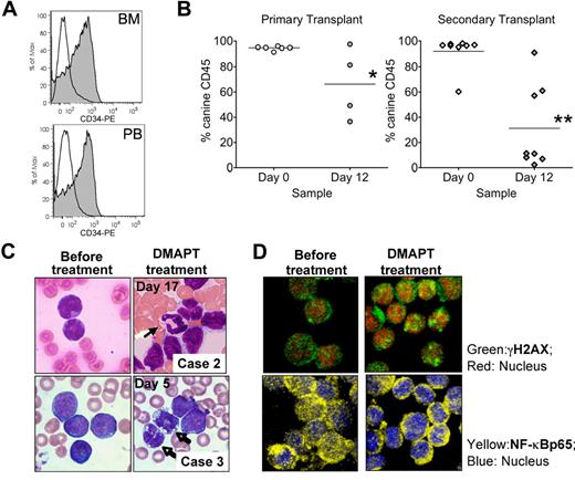 Figure 5. DMAPT demonstrated biological activity in vivo. (A) Overlays for CD34 expression in BM (top) and PB (bottom) from pretreatment (filled histograms) and posttreatment (open histograms) specimens from canine case no. 1. (B) Percentage of canine cell engraftment achieved in NOD/SCID mice receiving pretreatment (Day 0) versus post-treatment (Day 12) cells from canine case no. 3. Each symbol represents a single animal analyzed at 6 to 8 weeks after transplantation. Primary and secondary transplantations are shown in the left and right graphs, respectively. Mean engraftment is indicated by the horizontal bars. *P = .043; **P = .002. (C) Blood smears for PB samples obtained at the indicated days and cases. (D) Confocal micrograph for canine cells obtained before treatment (day 0) or from day 5 after initial treatment with 50 mg/kg oral dose DMAPT. Top panels show cells stained for NF-κB p65 (yellow) and ToPro3 (blue). Bottom panels show γH2AX (green) and ToPro3 (red).