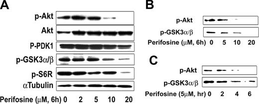 Figure 3. Perifosine inhibits Akt phosphorylation. (A) BCWM.1 cells were cultured with perifosine for 6 hours with doses that ranged from 2 to 20 μM. Whole cell lysates were subjecting to Western blotting using anti–p-Akt ser473, -Akt, –p-PDK1, –p-GSK3α/β, –p-S6R, and α-tubulin antibodies. (B,C) BCWM.1 cells were cultured with perifosine. Whole cell lysates were immunoprecipitated with anti-Akt antibody. Then the immunoprecipitated were washed and subjected to in vitro kinase assay according to manufacturer's protocol. Western blotting used -p-Akt, and fusion protein -p-GSK3α/β antibodies. (B) Dose effect of perifosine at 6 hours at doses that range from 5 to 20 μM. (C) Time-effect of perifosine at 10 μM for 2 to 6 hours.