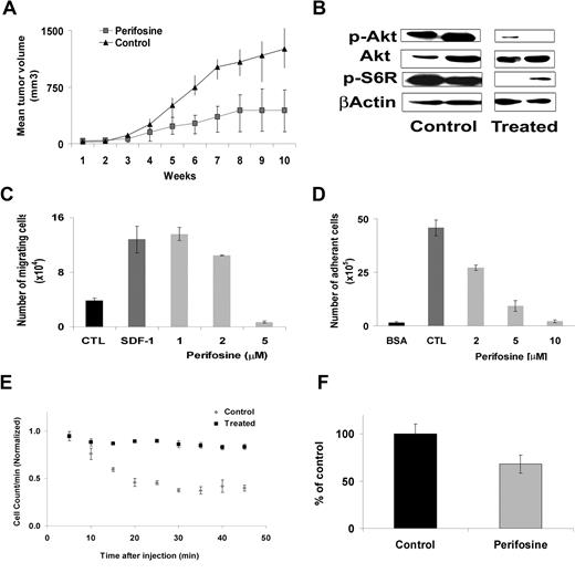 Figure 6. Perifosine inhibits human WM cell growth in vivo. (A) Immunodeficient irradiated SCID mice were inoculated subcutaneously in the flank with 3 × 106 BCWM.1 cells in 100 μL RPMI 1640 medium. Oral perifosine was administered daily (35 mg/kg per day) starting after the development of measurable tumors (N = 11). Perifosine significantly inhibited WM cell growth at week 12 (P = .04) compared with the control group (N = 8) treated with vehicle only (water). Error bars represent the variation in tumor volume for the mice per group. (B) Tumor tissues from mice treated with control vehicle (N = 2) or daily perifosine (N = 2) were harvested, processed, and subjected to Western blotting using anti-Akt, –p-Akt, –p-S6R and –β-actin antibodies. Adhesion and migration in vitro and homing in vivo. (C) Transwell migration assay showing inhibition of migration of BCWM.1 in the presence of perifosine 1 to 5 μM. SDF-1 30 nM was placed in the lower chambers and induced migration as compared with control with no SDF-1 (CTL, control). SDF-1 was placed in the lower chambers of the perifosine-treated wells. (D) Adhesion assay with BCWM.1 in the presence or absence of perifosine 2 to 10 μM. BCWM.1 demonstrated increased adhesion in fibronectin-coated wells (CTL, control) as compared with BSA-coated wells. Perifosine inhibited adhesion in fibronectin-coated wells in a dose-dependent manner. All data represent mean (± SD) of triplicate experiments (C,D). (E) In vivo flow cytometry. DID-labeled cells, either treated with perifosine 5 μM () or untreated control (), were injected in the tail vein of 2 balb/c mice. Cells were counted every 5 minutes for 1 hour. The cell count decreased by 75% in the control and only by 40% in the treated mouse, P = .001. (F) Histogram showing that the number of cells present in the perivascular bone marrow niches of the skull was significantly higher in the control mice compared with the perifosine-treated group at 24 hours after injection (P = .039), using in vivo confocal imaging of quadrants 3 and 4 of the skull of mice.