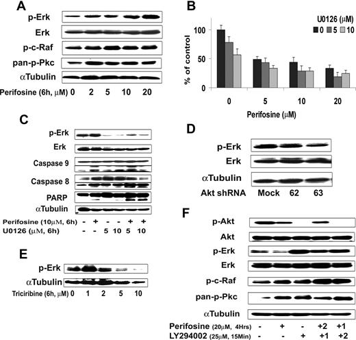 Figure 7. Inhibition of ERK signaling augments perifosine-induced cytotoxicity. (A) BCWM.1 cells were cultured with perifosine for 6 hours at doses that range from 2 to 20 μM. Whole cell lysates were subjected to Western blotting using anti–p-ERK, –ERK1/2, –p-c-Raf Ser259, –pan-p-PKC, and α-tubulin antibodies. (B) BCWM.1 cells were cultured for 48 hours with media and with perifosine (5-20 μM) in the absence or presence of 5 and 10 μM of MEK1/2 inhibitor U0126. Cytotoxicity was assessed by the MTT assay. Data represent mean (± SD) of triplicate experiments. (C) BCWM.1 cells were cultured with control media and either perifosine (10 μM), U0126 (5 μM and 10 μM), or the combination for 10 hours. Whole cell lysates were subjected to Western blotting using anti–p-ERK, -ERK1/2, -caspase 9, -caspase 8, -PARP and –α-tubulin antibodies. Horizontal lines have been inserted to indicate a repositioned gel lane. (D) BCWM.1 cells were transduced with 2 Akt shRNA for 48 hours. Mock: control plasmid; 62 and 63 represent shRNA that target 2 different sequences of Akt gene. Whole cell lysates were subjected to Western blotting using anti–p-ERK, -ERK1/2, and α-tubulin antibodies. (E) BCWM.1 cells were cultured with triciribine for 6 hours with doses that ranged from 1 to 10 μM. Whole cell lysates were subjected to Western blotting using anti–p-ERK and α-tubulin antibodies. (F) BCWM.1 was cultured with perifosine (20 μM, 4 hours) in the absence or presence of 25 μM of PI3K inhibitor LY294002. BCWM.1 was cultured with control media, perifosine (20 μM), LY294002 (25 μM, 15 minutes), LY294002 for 15 minutes (1) followed by perifosine for 4 hours (2), or perifosine for 4 hours (1) followed by LY294002 for 15 minutes (2) Whole cell lysates were subjected to Western blotting using anti–p-ERK, -ERK1/2, –p-Akt Ser473, -Akt, –p-c-Raf Ser259, –pan-p-PKC and α-tubulin antibodies.